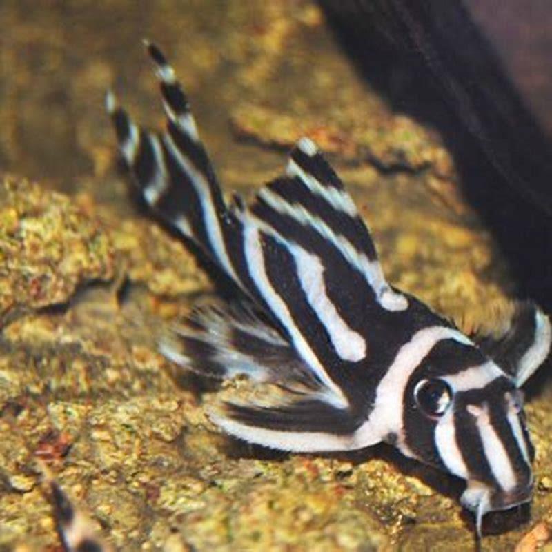 Is Zebra Pleco endangered?