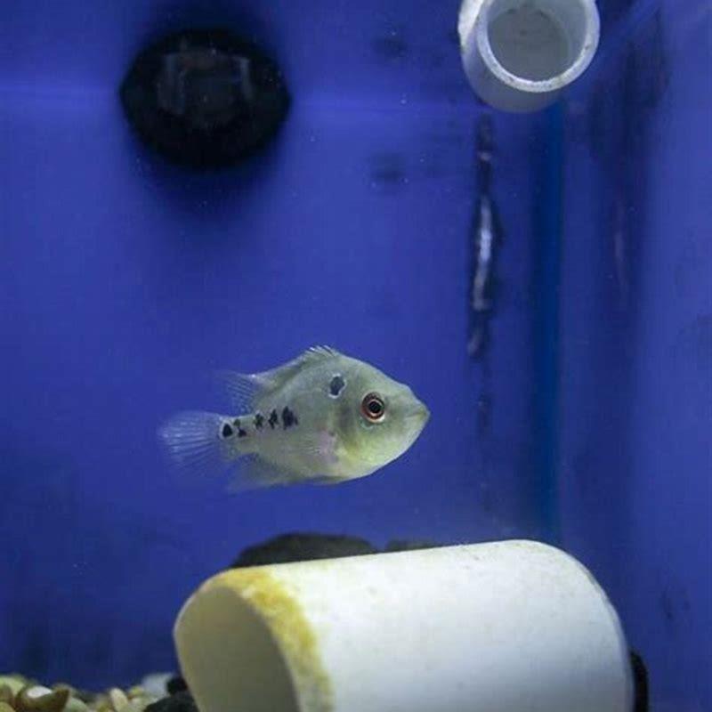 Should cichlids be kept alone?
