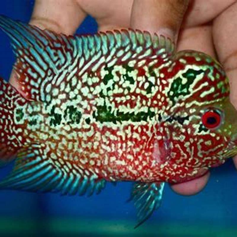 Should cichlids be kept in groups?