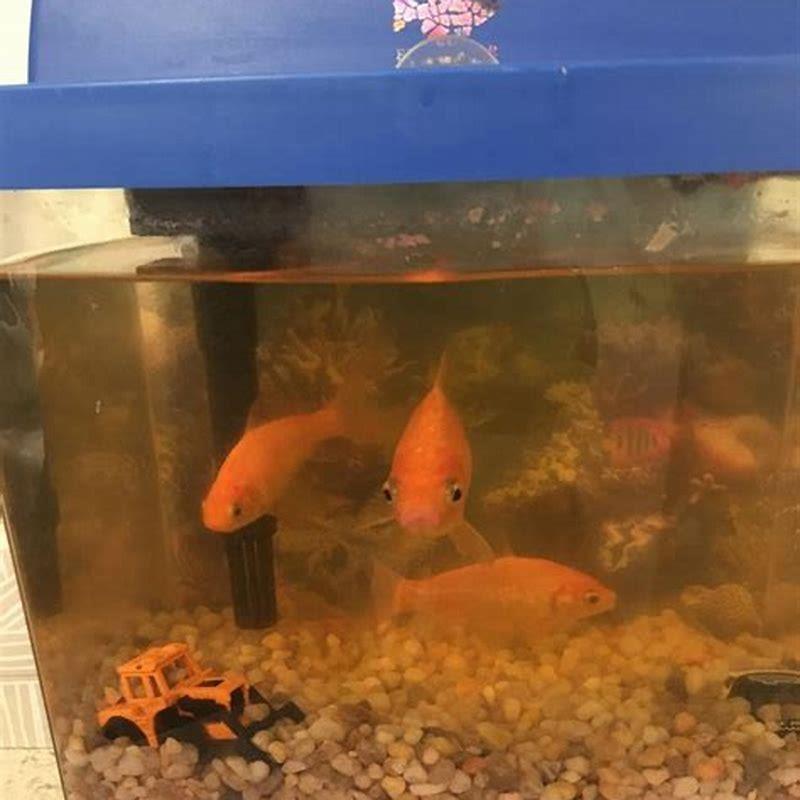 Should I feed My new fish right away?