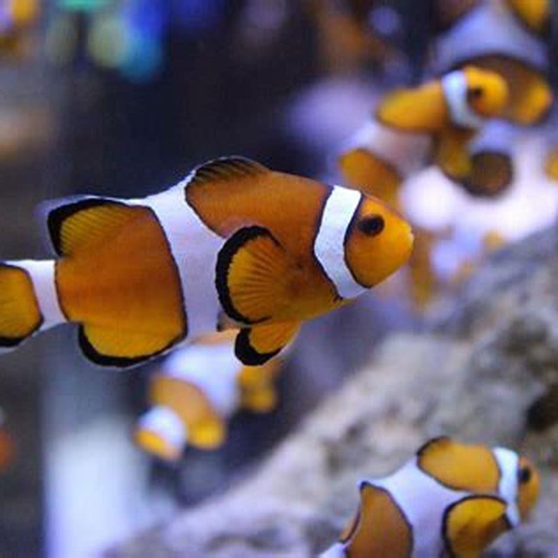 What aquarium fish come from Africa?