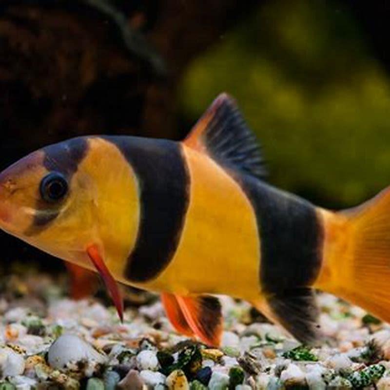 What are clown loaches good for?