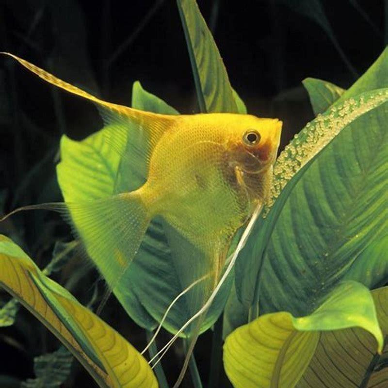 What are community fishes?