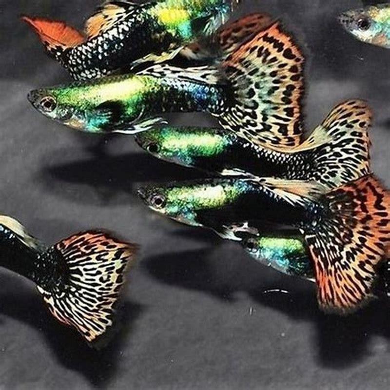 What are guppy fish used for?