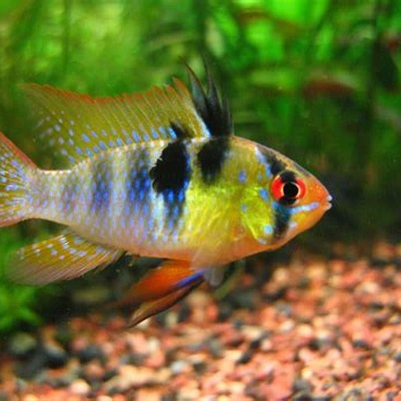 What are non aggressive cichlids? - DIY Seattle