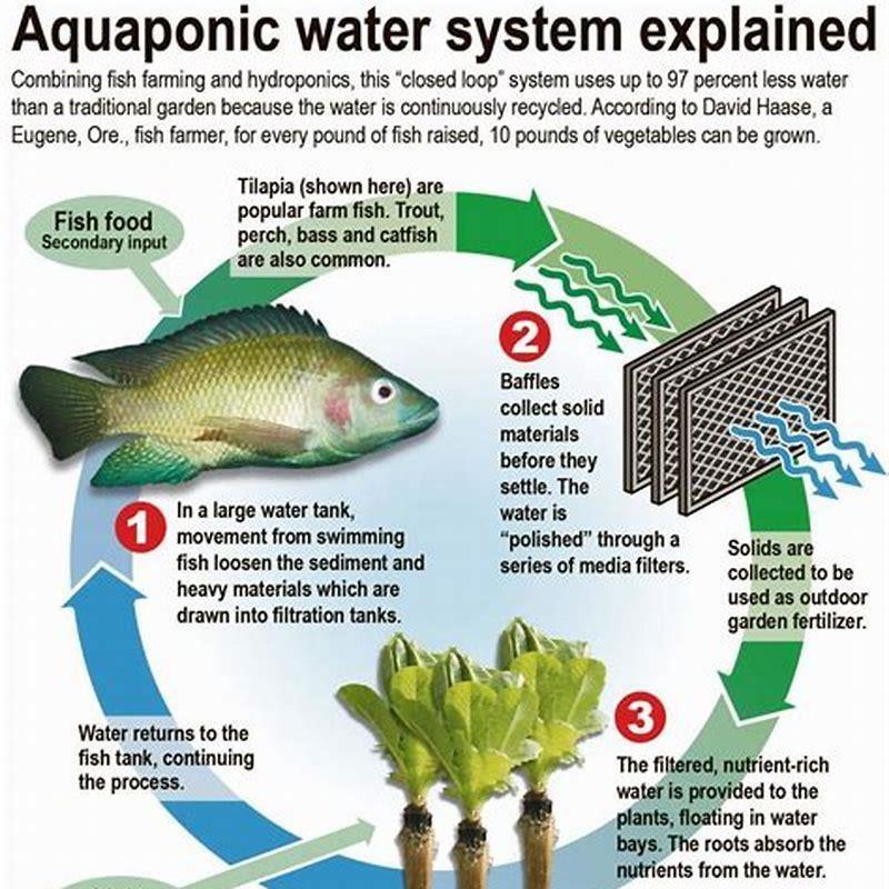 What are the characteristics of tilapia fish?