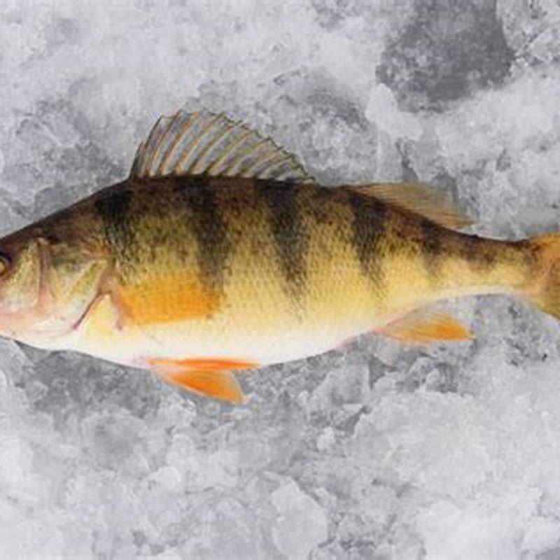 What are the different types of perch?