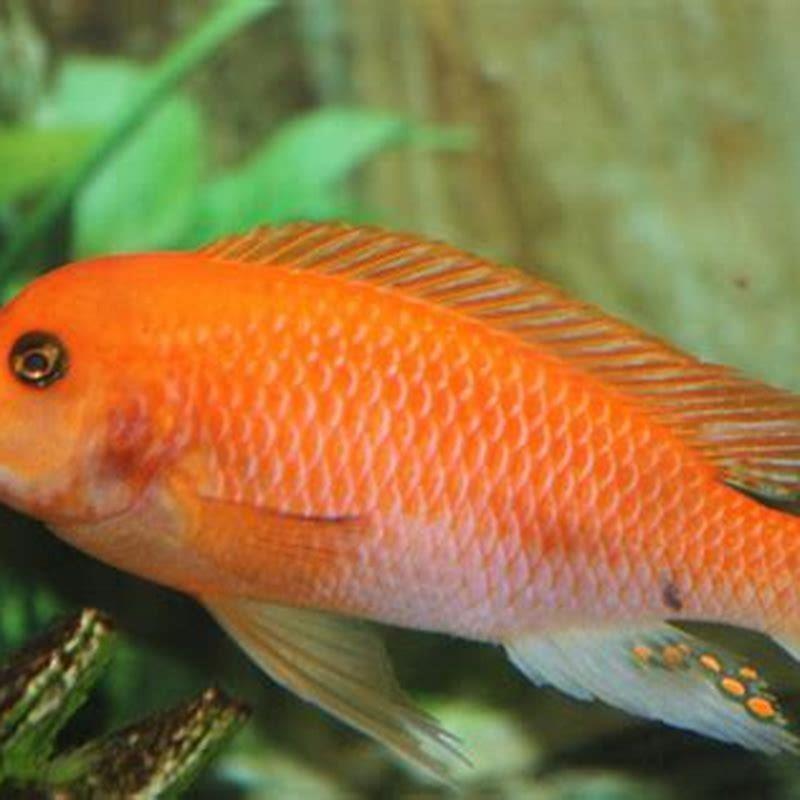 What are the orange cichlids called? - DIY Seattle