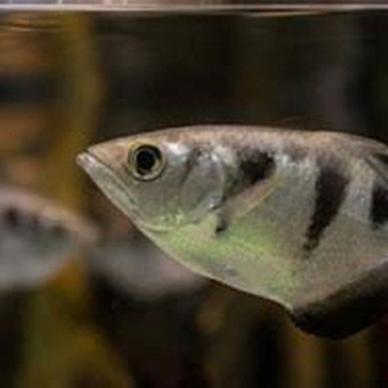 what-are-the-special-characteristics-of-an-archerfish-diy-seattle