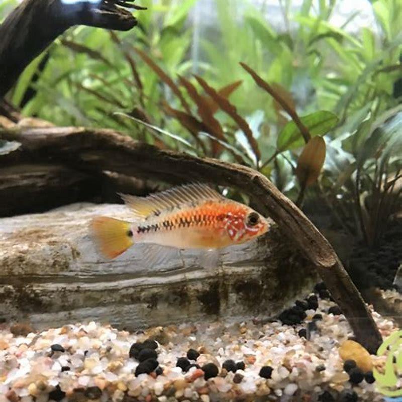 What bottom feeders go with tetras?