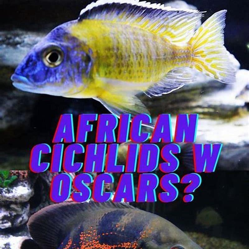 What can Cichlids live with?