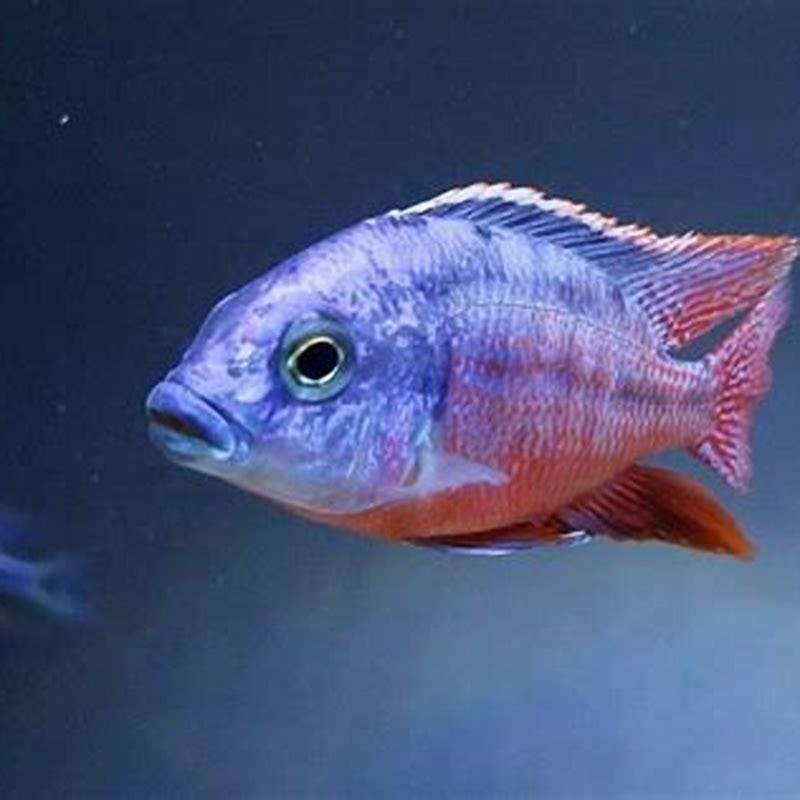 What can I put with a Red Devil Cichlid?