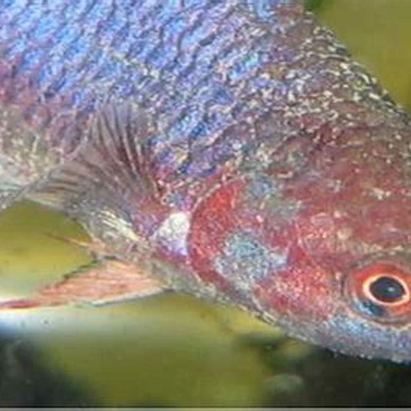 What Causes Black Spots On Freshwater Fish DIY Seattle