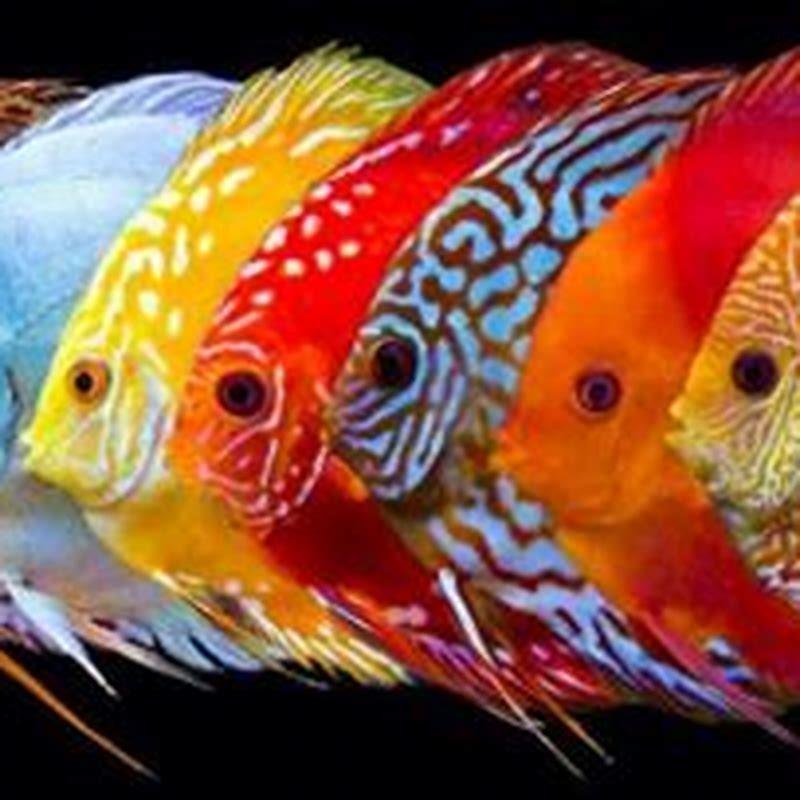 what-colors-do-discus-fish-come-in-diy-seattle