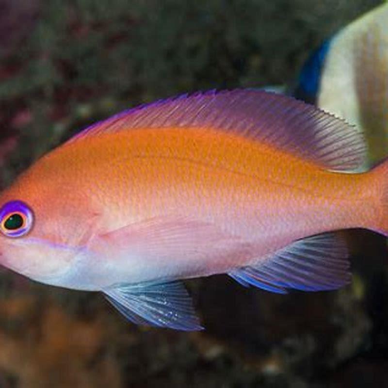 what-do-anthias-fish-eat-diy-seattle