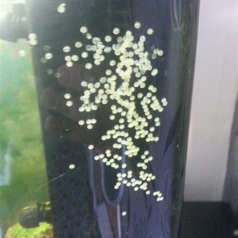 What do aquarium fish eggs look like? DIY Seattle