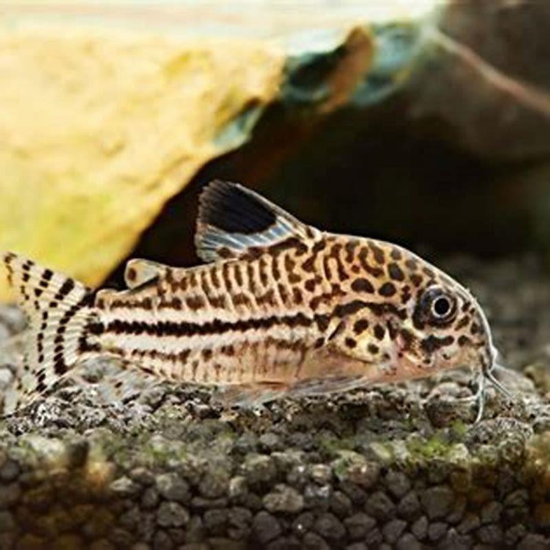 What do catfish do in an aquarium?