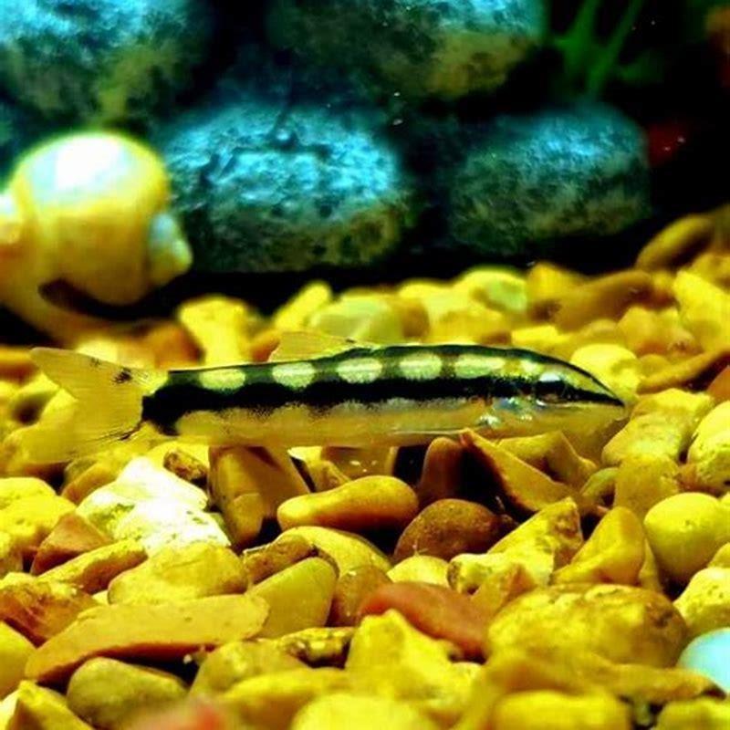 what-do-dwarf-chain-loaches-eat-diy-seattle