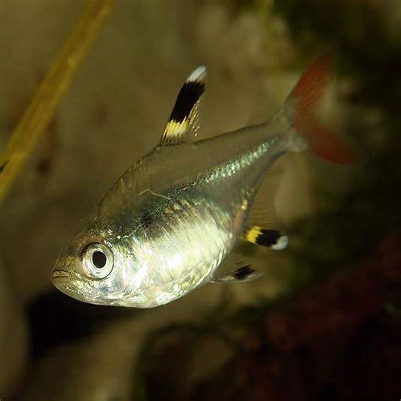 What do Emperor Tetras eat?