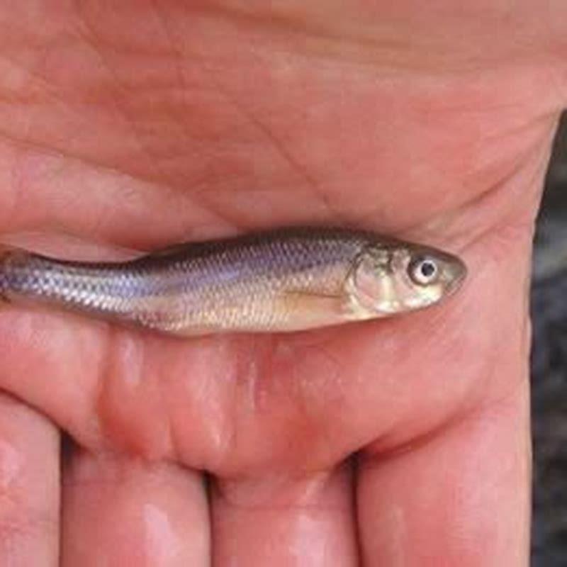 What do fathead minnows eat? DIY Seattle