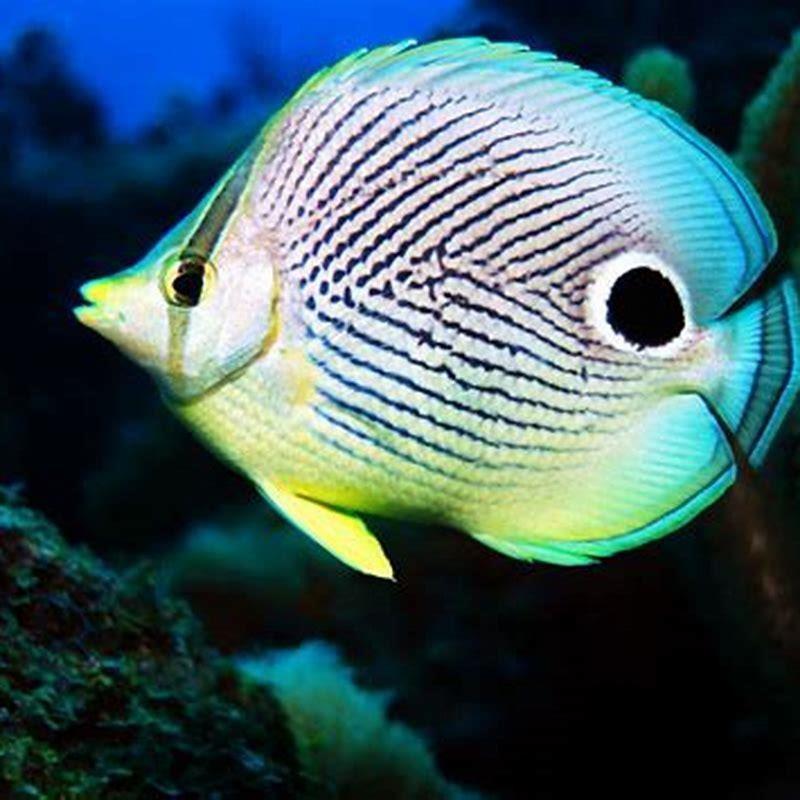 What do four eyed butterflyfish eat?