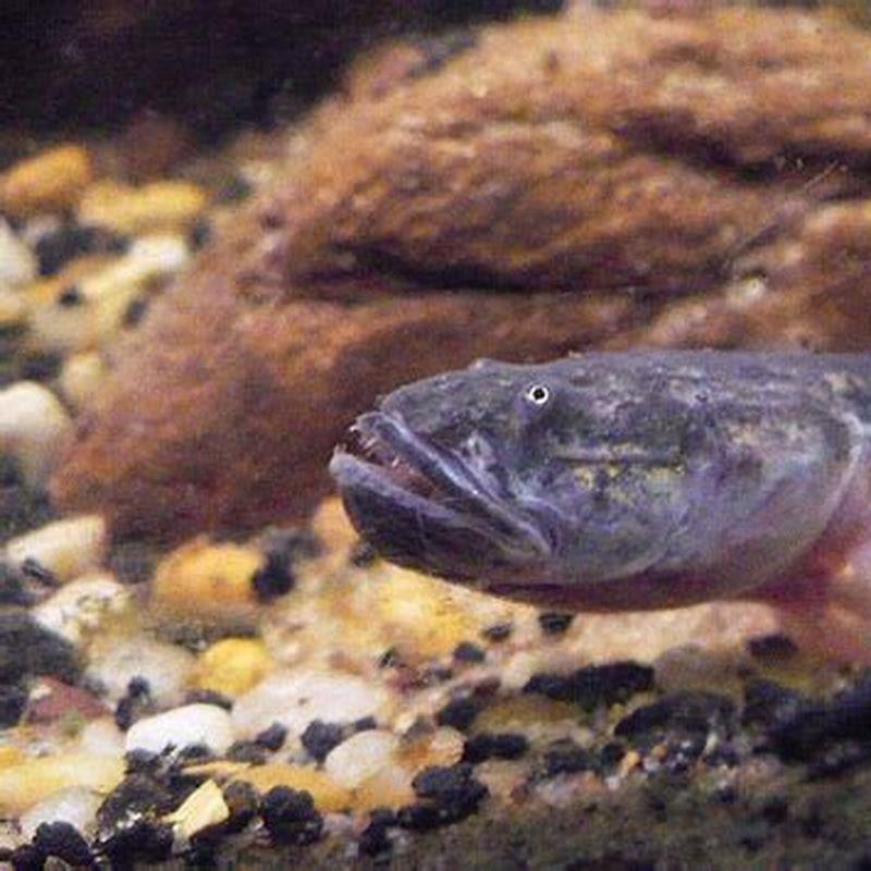 what-do-freshwater-goby-eat-diy-seattle