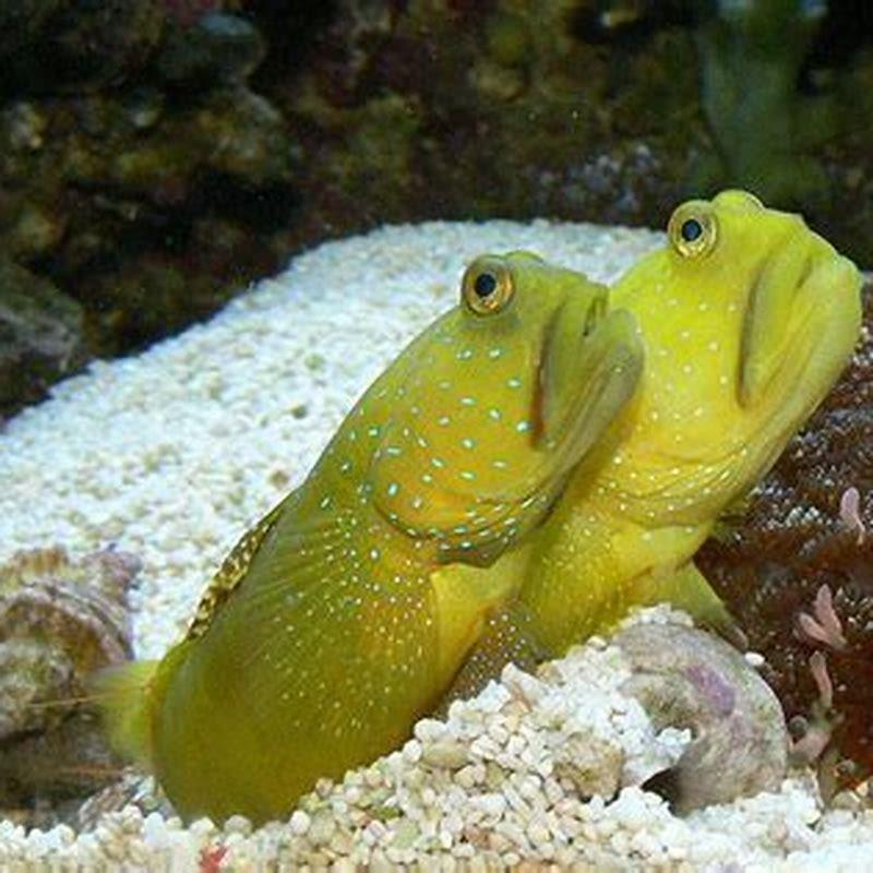 What Do Goby Fish Attach To DIY Seattle what-do-goby-fish-attach-to-diy-seattle