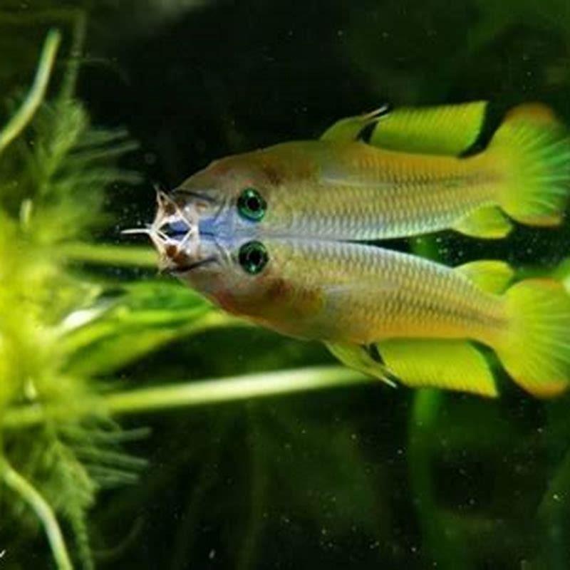 What do Golden Wonder Killifish eat?