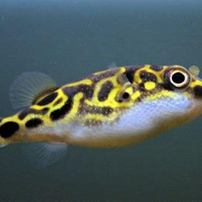 green spotted puffer fish