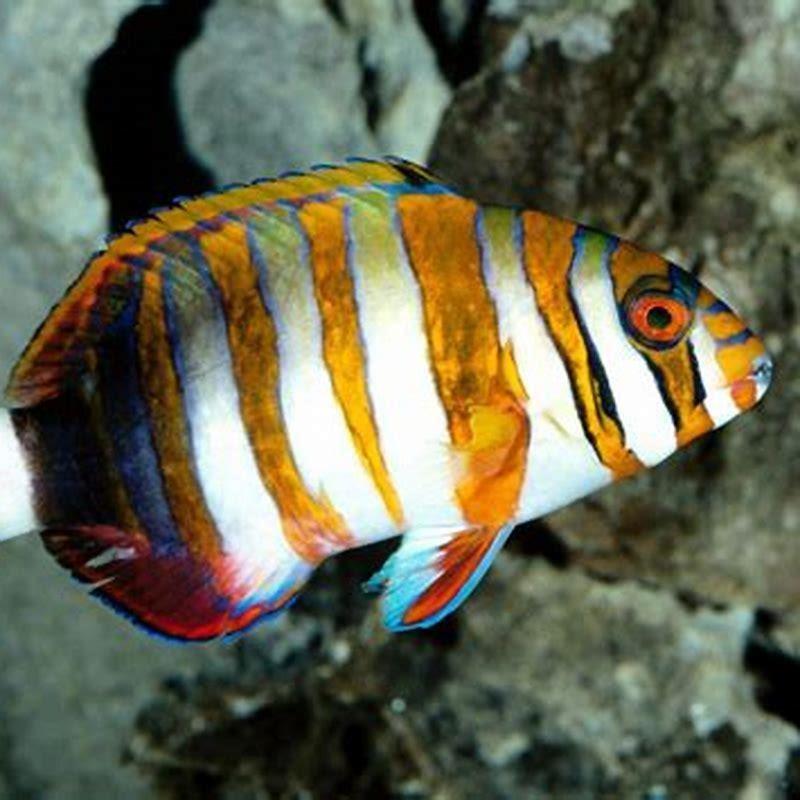 What do harlequin fish eat? - DIY Seattle