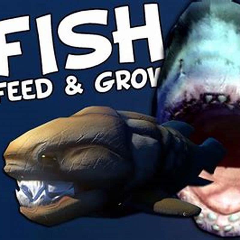 What do I feed a shark? - DIY Seattle