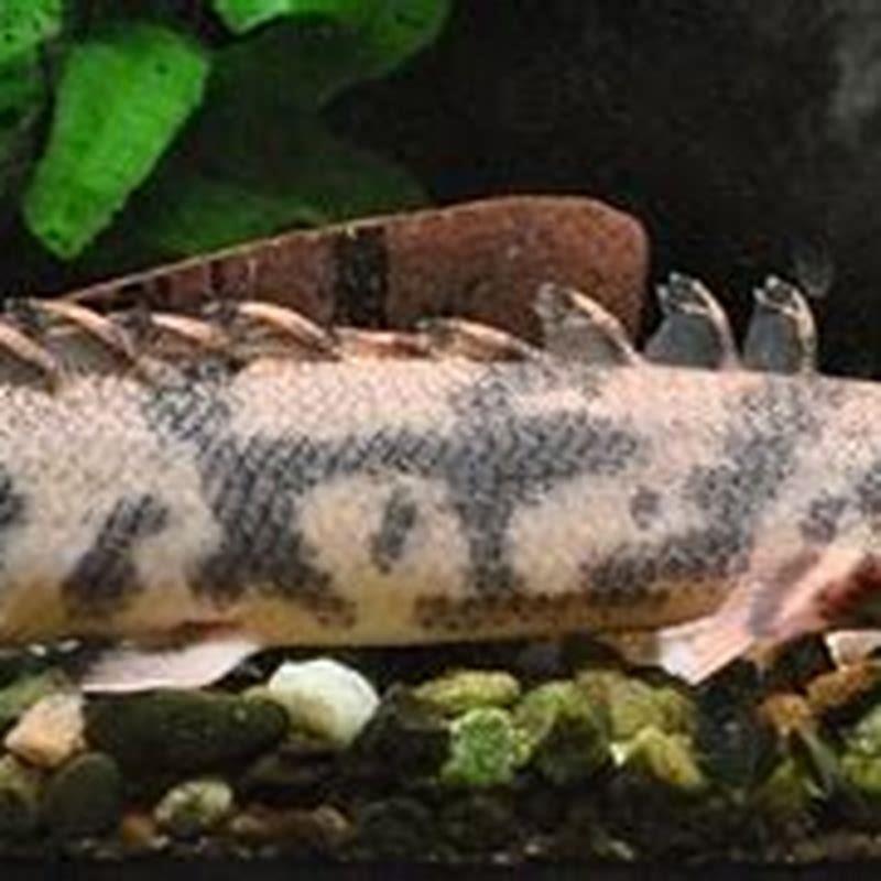 What do leporinus eat?