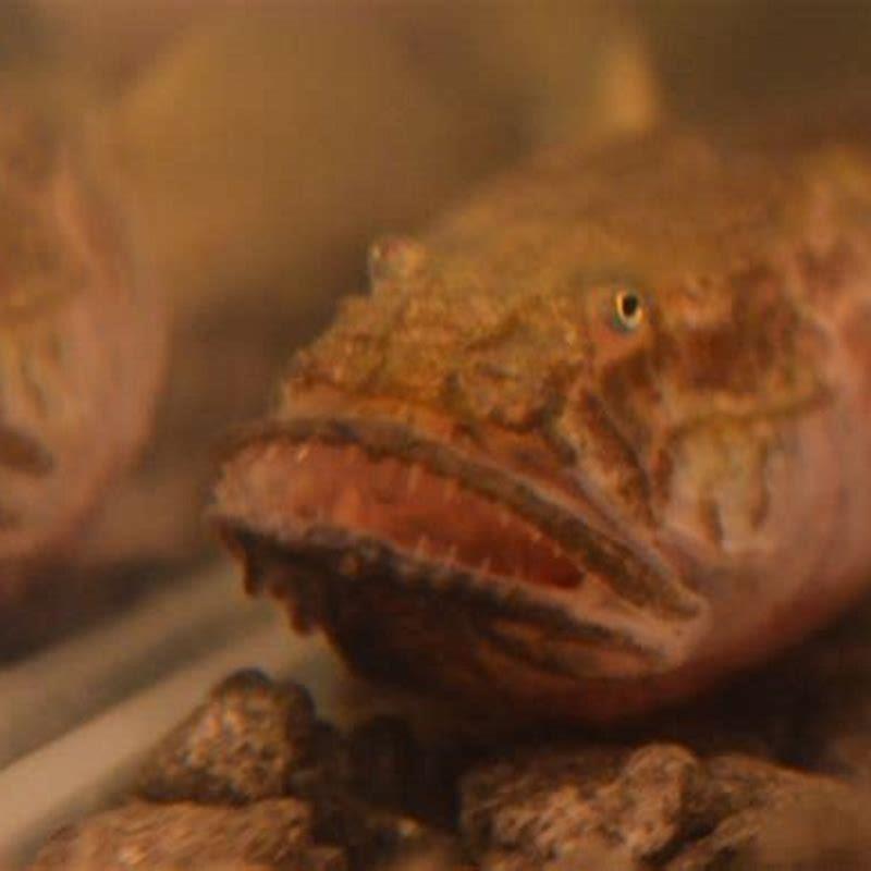 What do mbuna fish eat?
