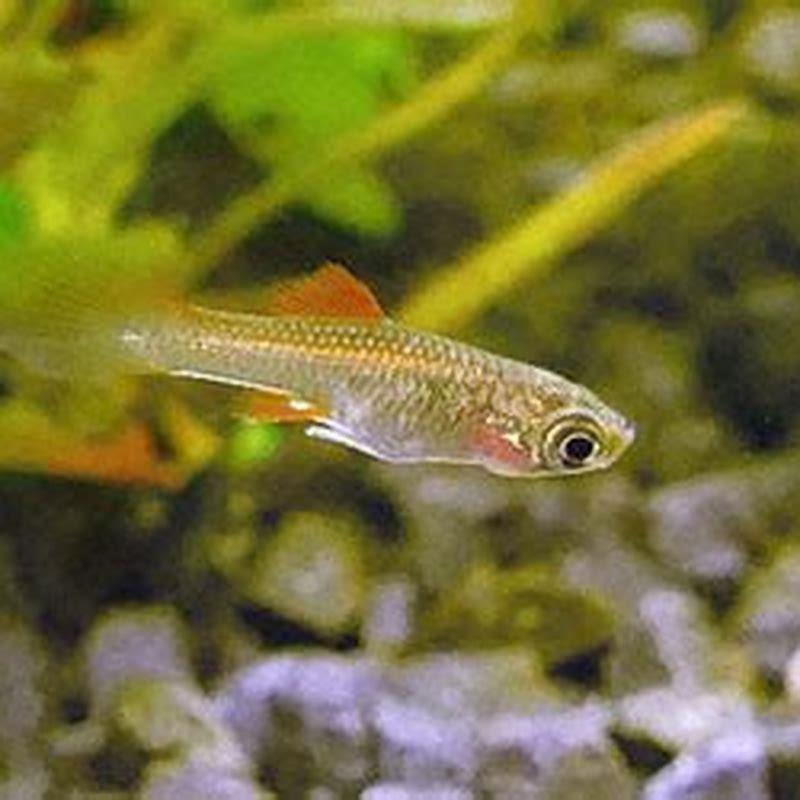 What do swordtail fish eat?