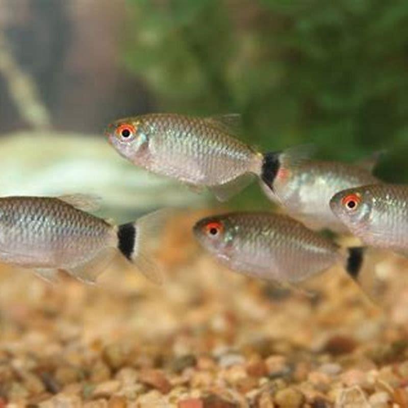 What do tetras eat in captivity?