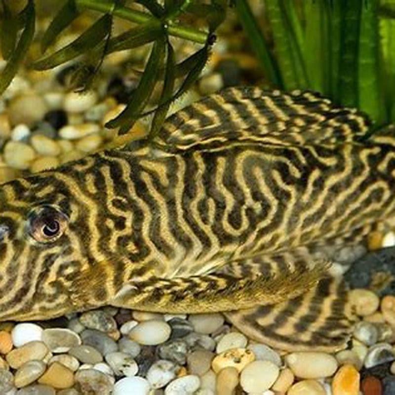 What do Tiger pleco eat?
