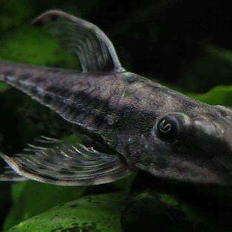 What do whiptail catfish eat?