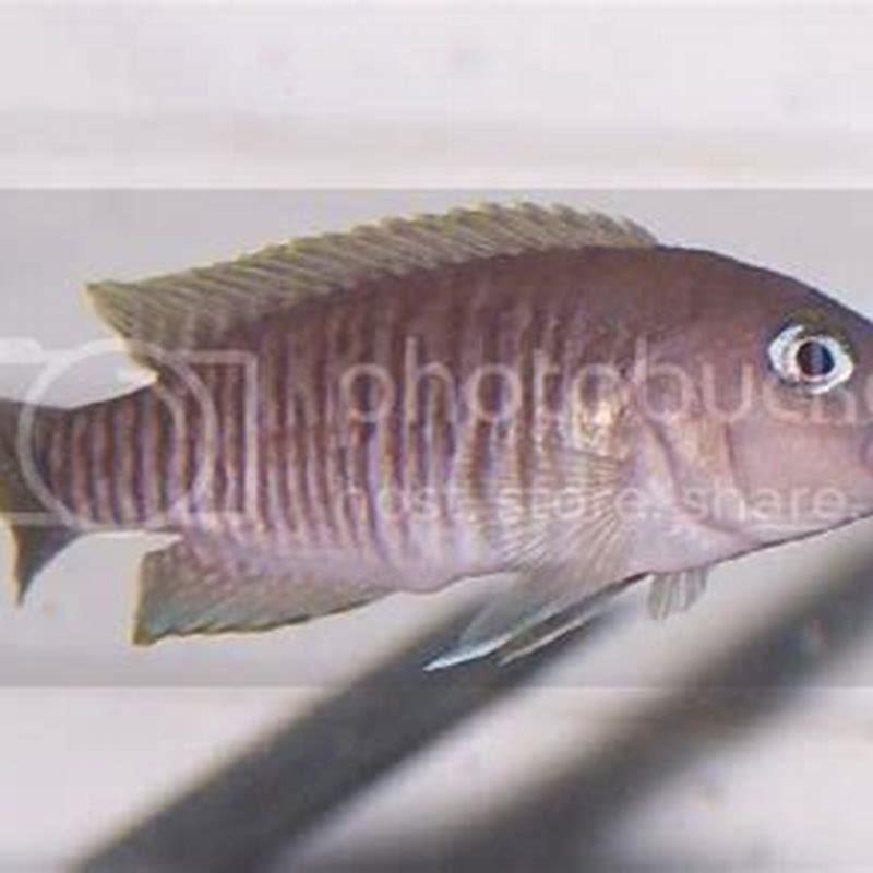 What do you feed a neolamprologus Multifasciatus?