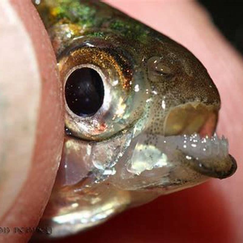 What do you feed Exodons?