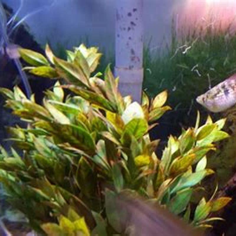 What do you feed flag fish?