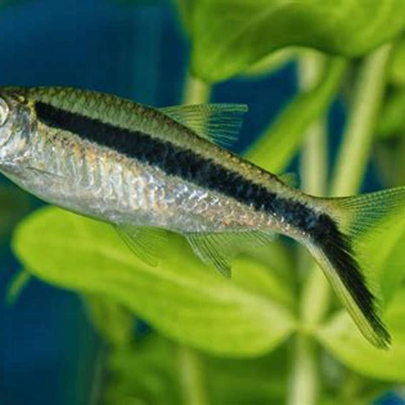 What Do You Feed Penguin Tetras DIY Seattle