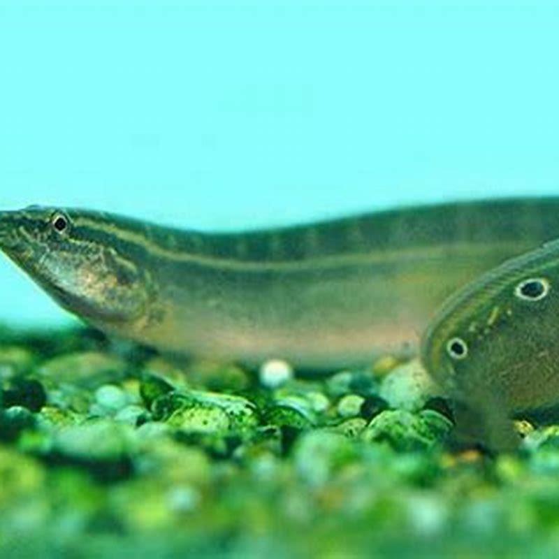 What do you feed spiny eels?