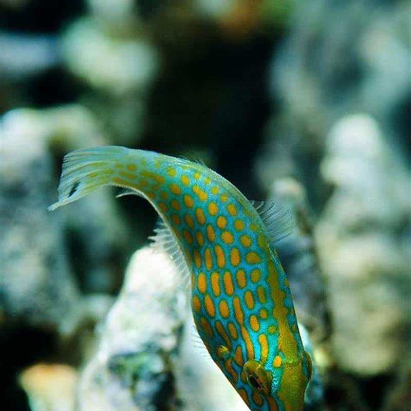 What does a harlequin fish look like?
