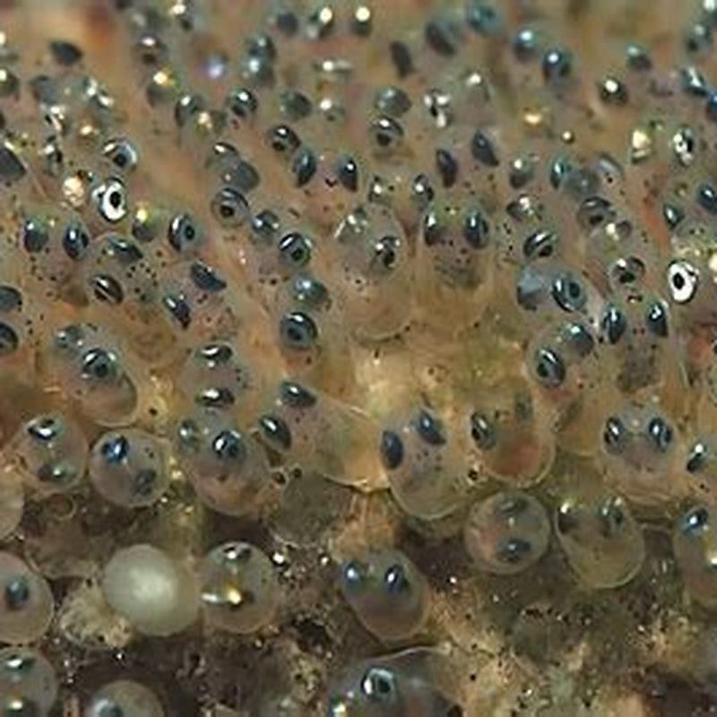 What does it look like when fish have eggs? - DIY Seattle