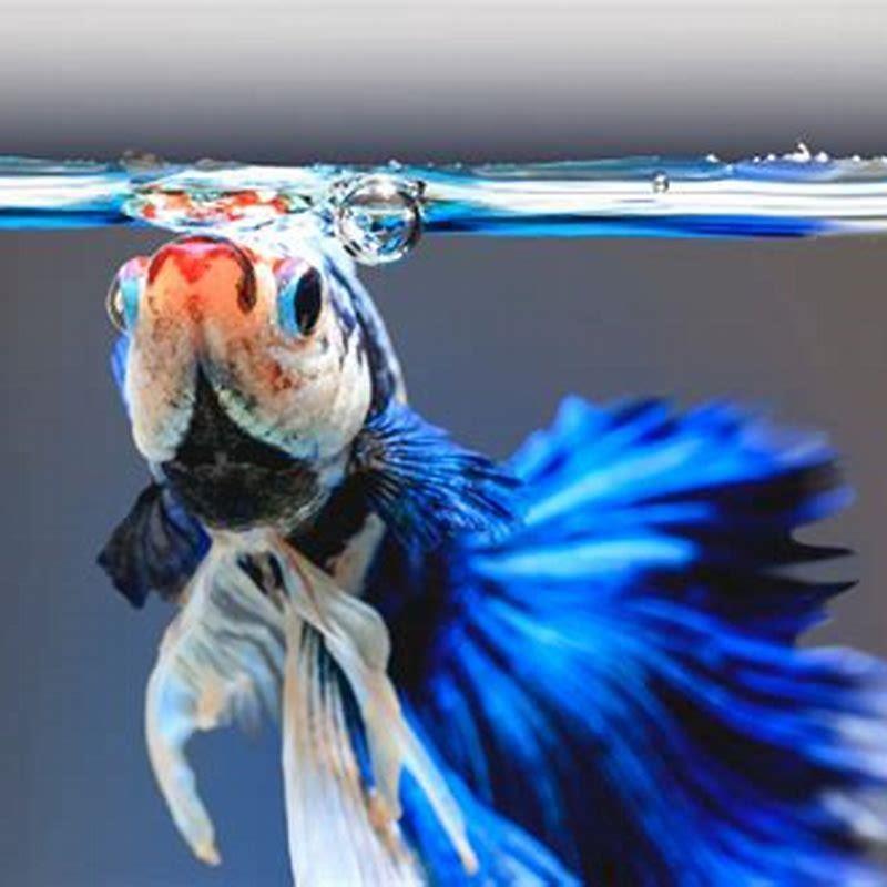 what-does-it-mean-when-your-betta-fish-stares-at-you-diy-seattle