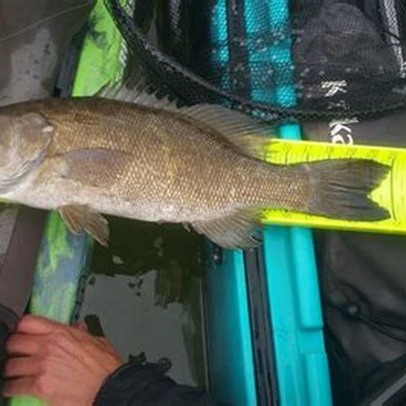 What does the Mozambique tilapia eat?