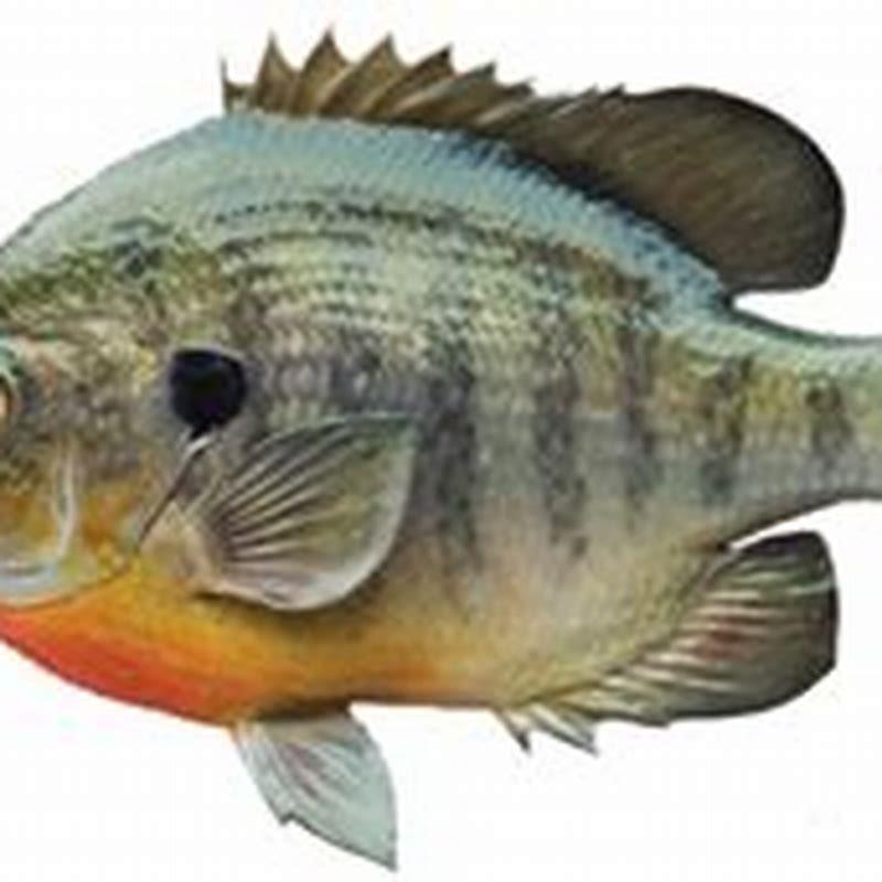 What factors will cause a fish to grow slower?