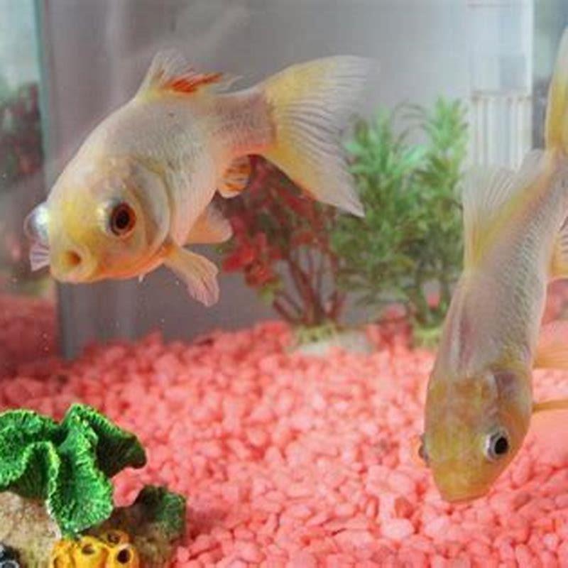 What family are goldfish a part of?