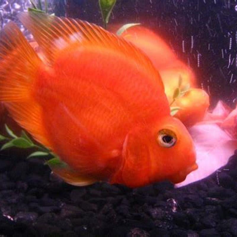What fish can be kept with blood parrots?