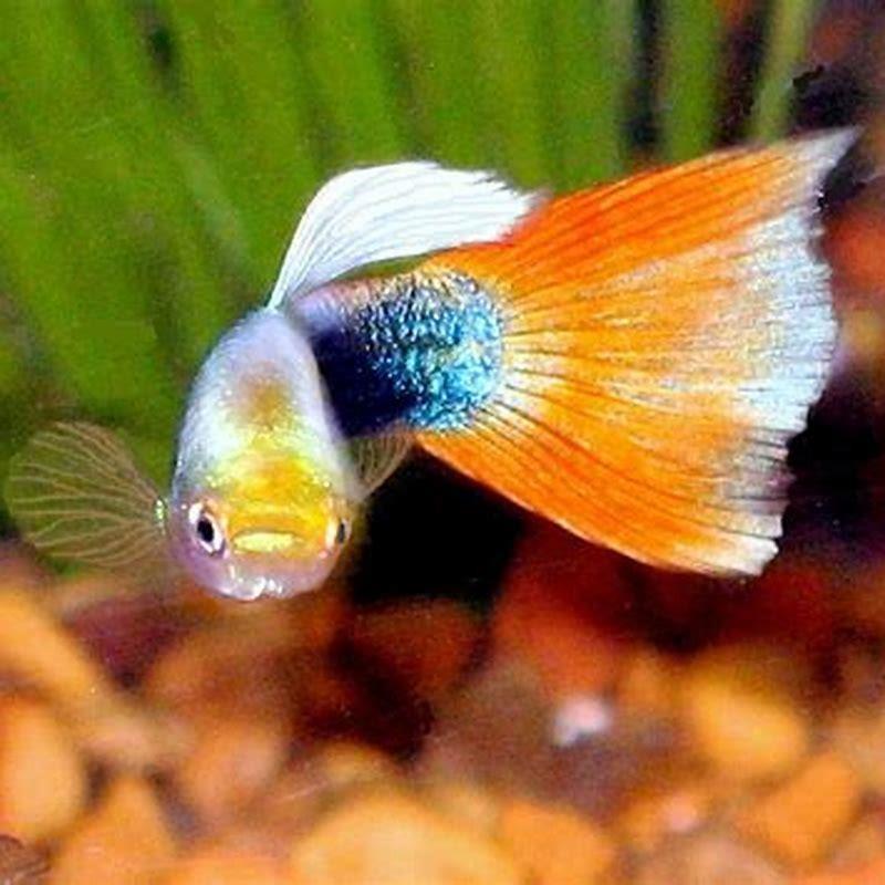 What fish can breed with guppies? - DIY Seattle